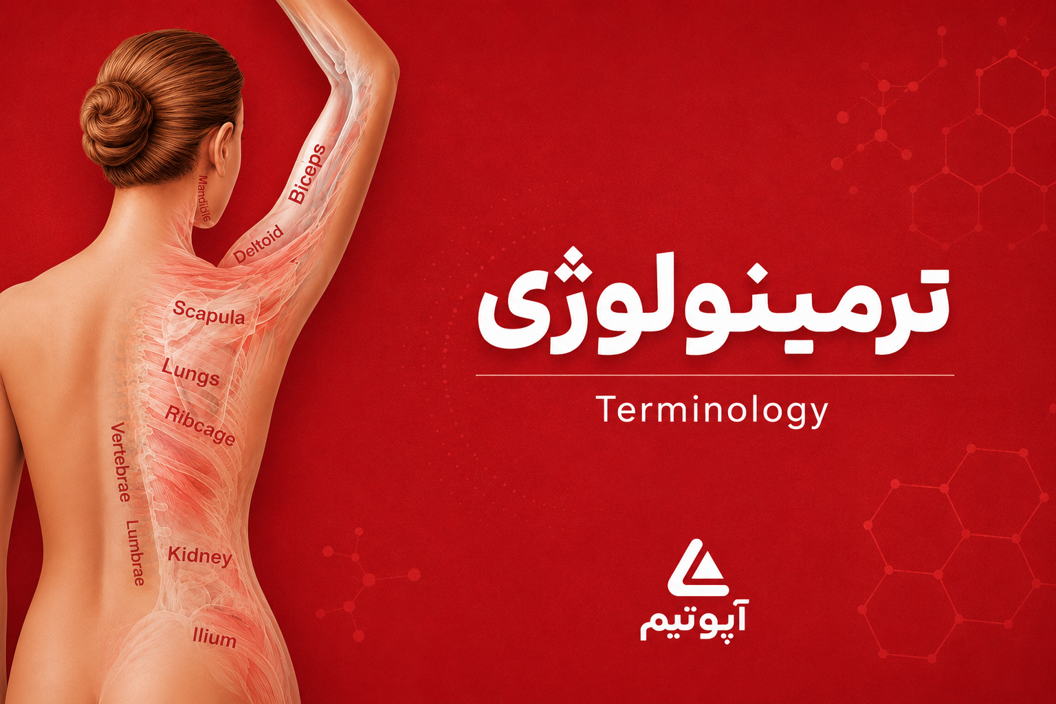 Terminology